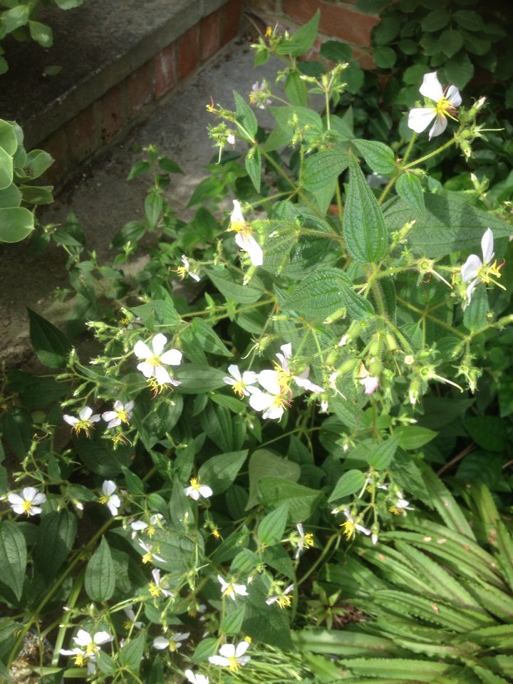 cptaxo's tweet photo. Tibouchinia paratropica, a pretty and rarely seen subshrub perhaps hardy in the very mildest parts of the UK https://t.co/zjC6uCW1Zt