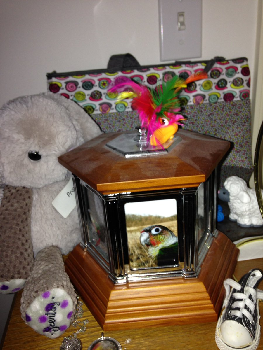 Mommy has a little shrine around my urn. Me knows she will never forget me... 💔. #rainbowbridge