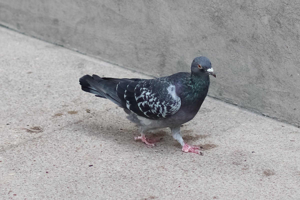 "Humans of New York? Someone does that? It's a parody, right?"