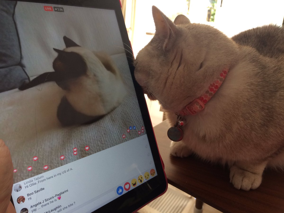 leet_muffin's tweet photo. Riveting viewing! #goddessInAction #myhero https://t.co/8ohxmvMevM