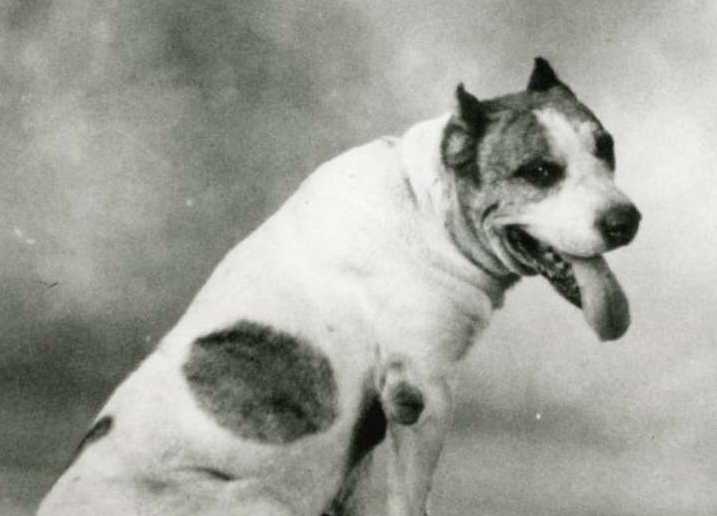 Before there was Bevo, this tan-and-white dog named Pig Bellmont served as the UT mascot
