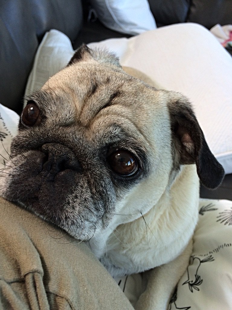 PapithePug's tweet image. Entertain me #papithepug