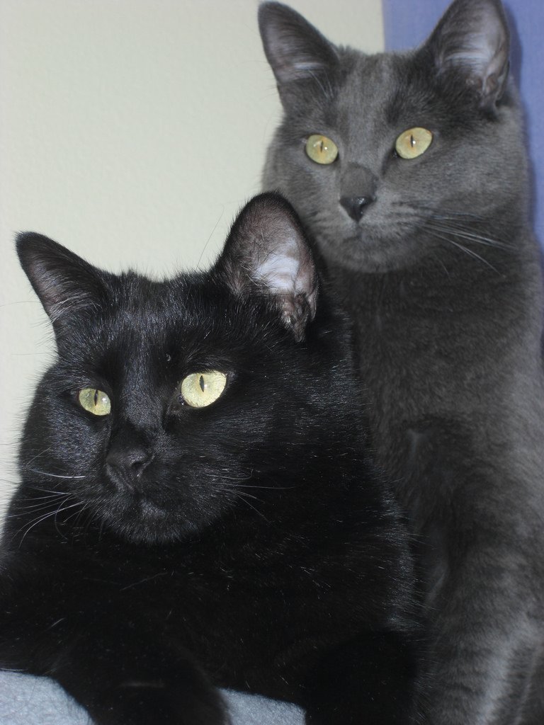 #HappyCaturday, everyone! <a href="/shoerliii/">s</a> @tinaalicia70 <a href="/PirateJhon216/">Yargh!</a> <a href="/Schalkerusa/">🇺🇦 Schalker nicht mehr USA</a> <a href="/Catsruleandrock/">Cats rule $XTER 🐞 $GAME $LINGO</a> <a href="/DrWillStein/">Willy Stein</a> #CatLivesMatter #GoVegetarian