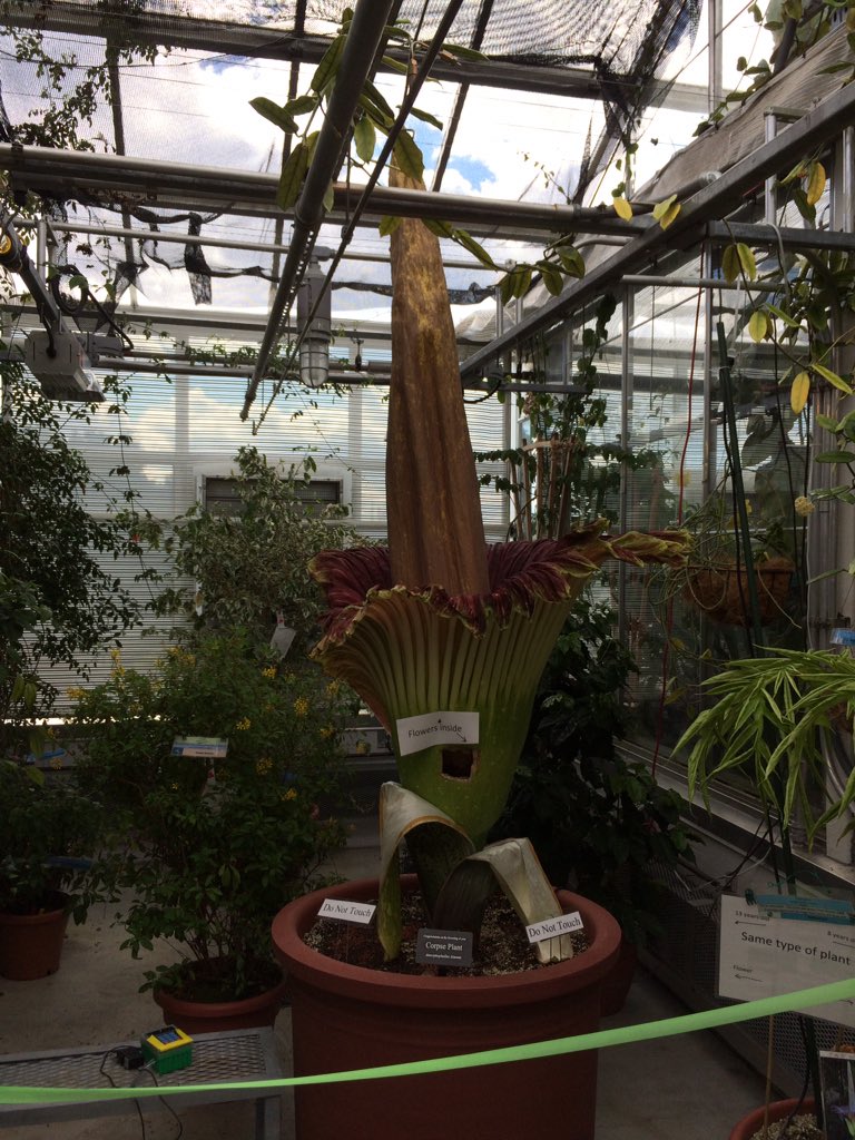 IHStreet's tweet photo. #TeamMorphy today. Corpse flower is corpsy. https://t.co/NcKyjM79KH