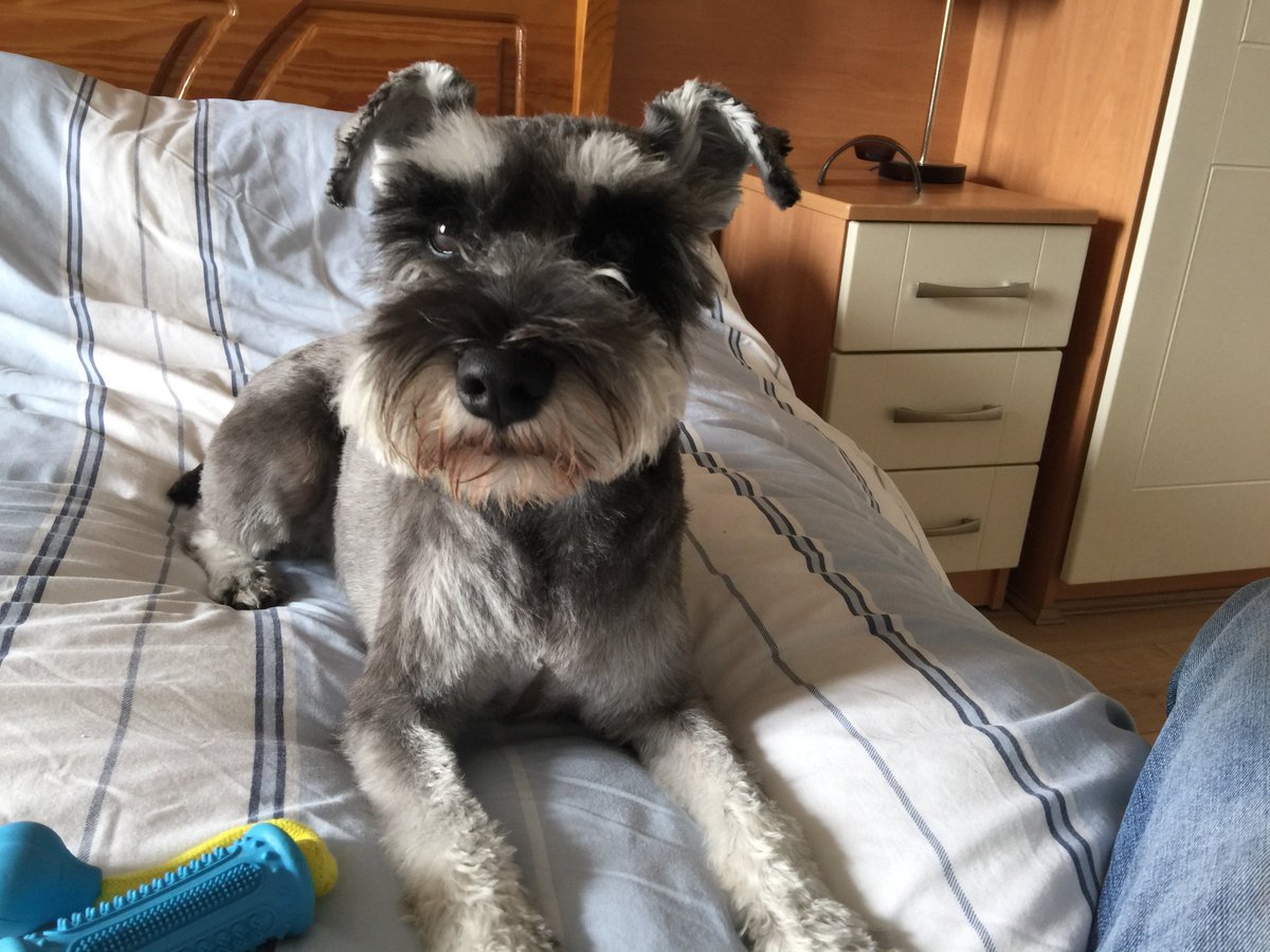 SCarr72's tweet image. Back from the groomers... Looking good 🐾