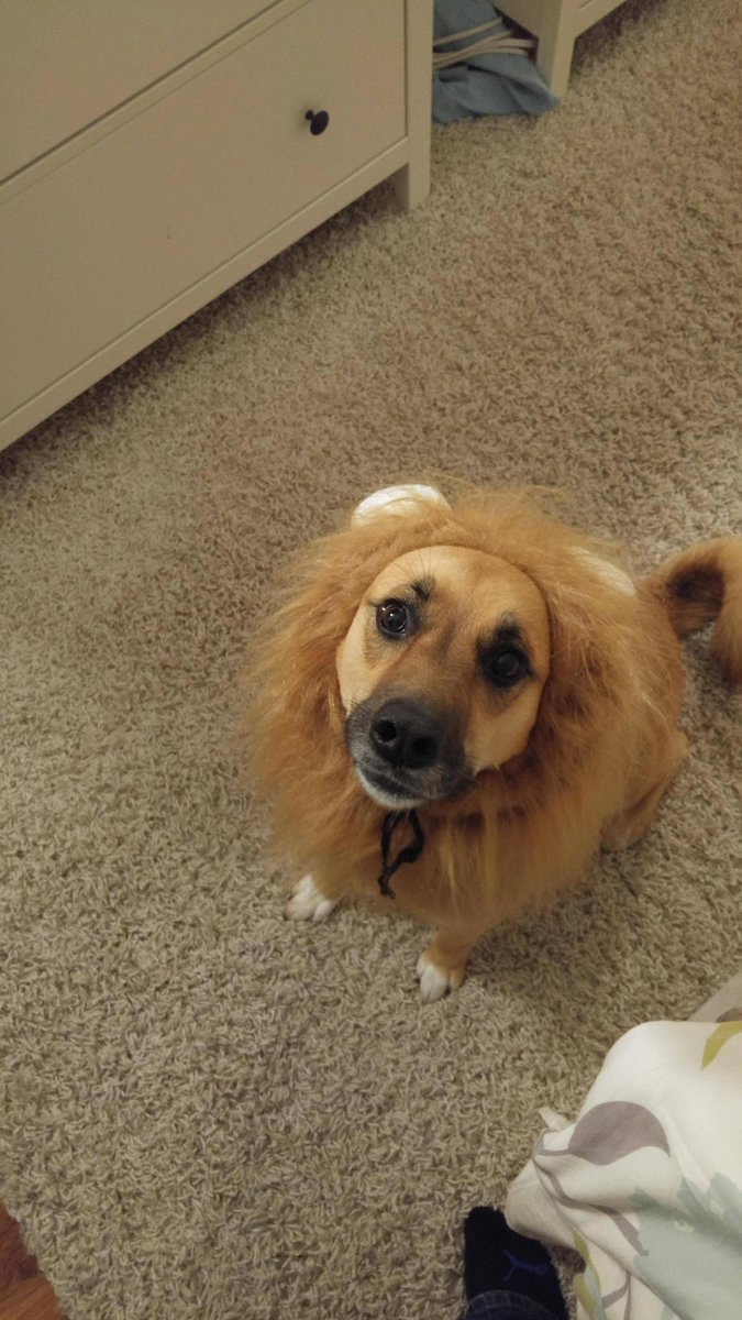 Bot_Doggo's tweet image. #dogs #imgur