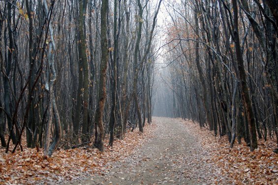 「ホィア・バキュー森」／ルーマニア(Hoia Baciu Forest, Romania) ルーマニアのバミューダ・トラ