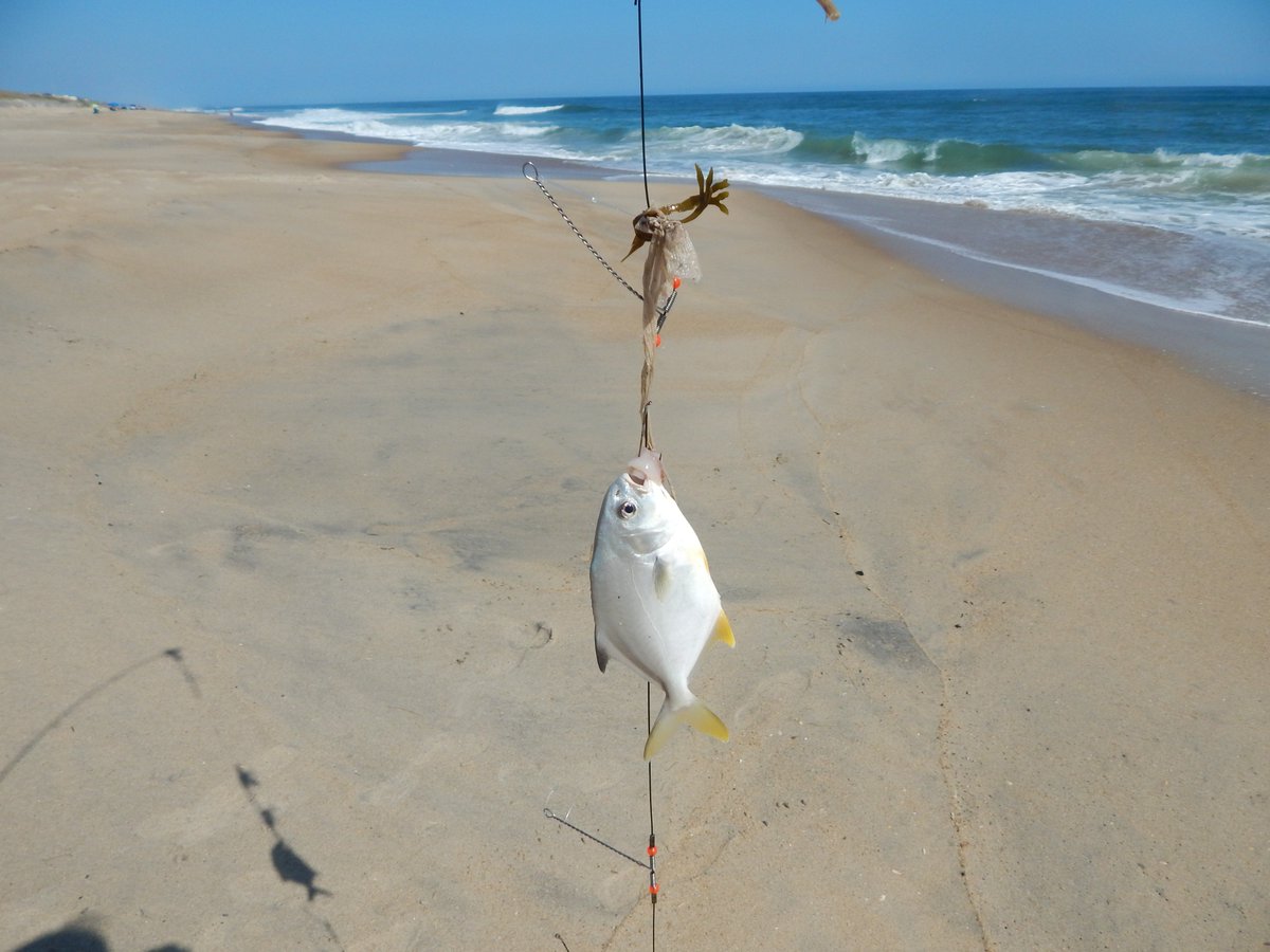 smiderlaw's tweet photo. Little Pompano; back in the ocean. #OBX https://t.co/sgA4rxISZv
