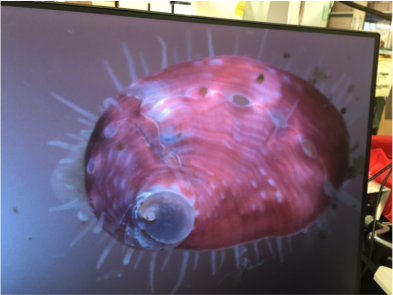 AbaloneQueen's tweet photo. 8mos red #abalone on display at the #BodegaMarineLab 50th Anniversary. Cheers to 50 years of marine science. #operationredabalone https://t.co/zpnJJJU21Q