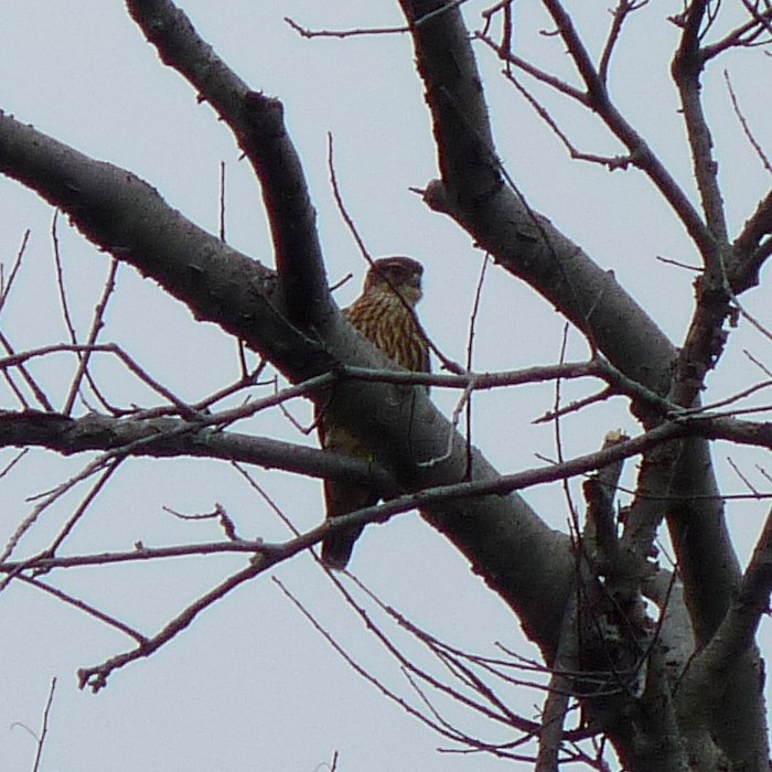 dendroica's tweet photo. One of three Merlins at the Sandy Hook BioBlitz this morning https://t.co/Btv46A150r #BioBlitz2016 https://t.co/66jZ2fZfr2