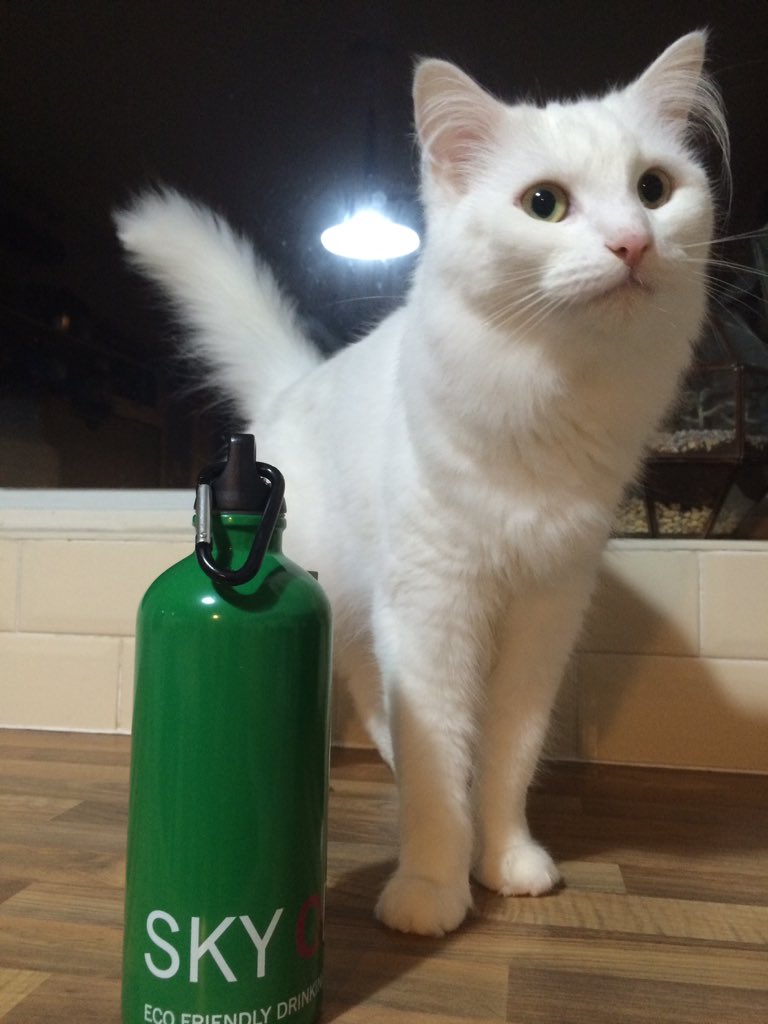 kitchen_dancer's tweet photo. Monkey modelling my lovely new Eco bottle courtesy of @skyodd and @SharkFestUK #reuse #refill https://t.co/1yHV0UlbqE
