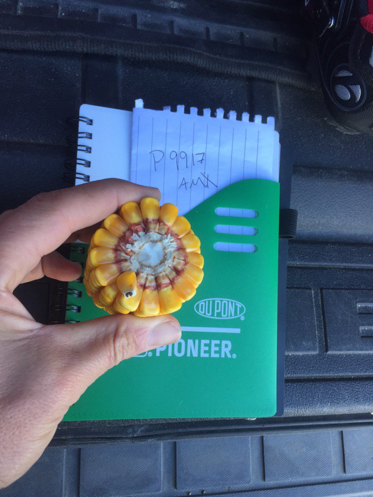 ParentMagali's tweet photo. P9917 AMX à maturité à L'Assomption #toujoursmieux https://t.co/UxmJNvlFVS