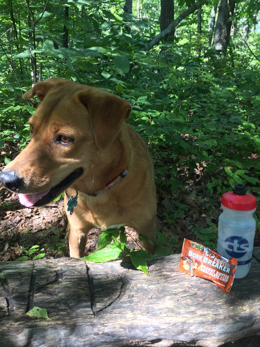 Mango the Dog tweet media