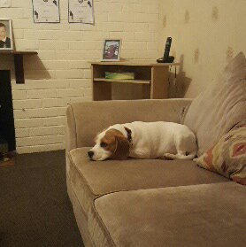 charleyswoof's tweet photo. Having a sleep over with the Kretova's, Sad as mums told the kids to go to bed #steakfordinner (Ill be back) #sleepover #beaglesofinstagram https://t.co/BuJQASXUSc