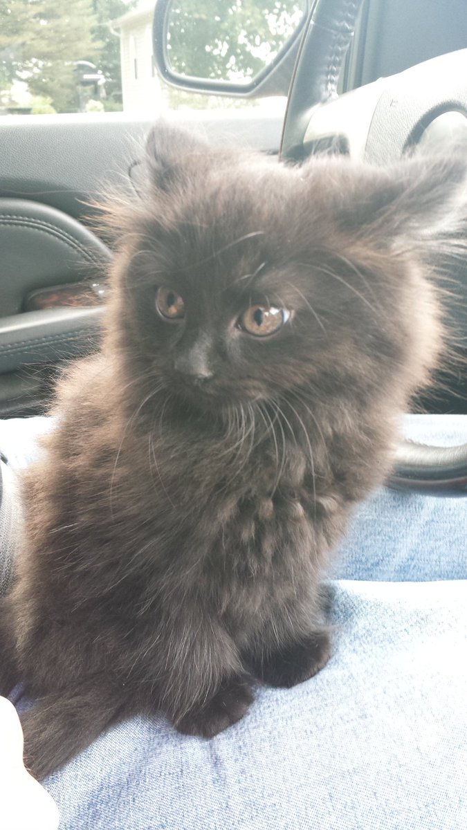 tgrunchbeckman's tweet photo. This just happened! Welcome to the family Muffin! https://t.co/E7D8mq51mC