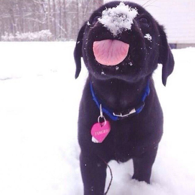 Bot_Doggo's tweet image. #dogs #imgur