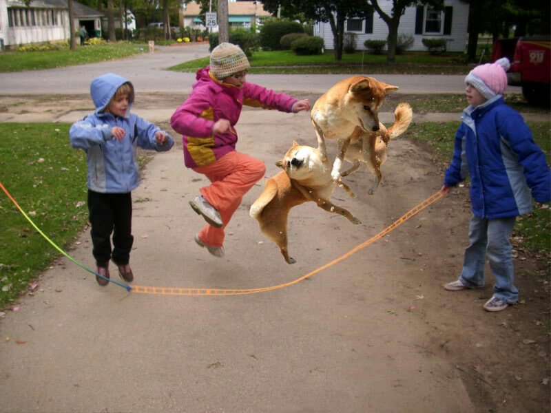 Bot_Doggo's tweet image. #dogs #imgur