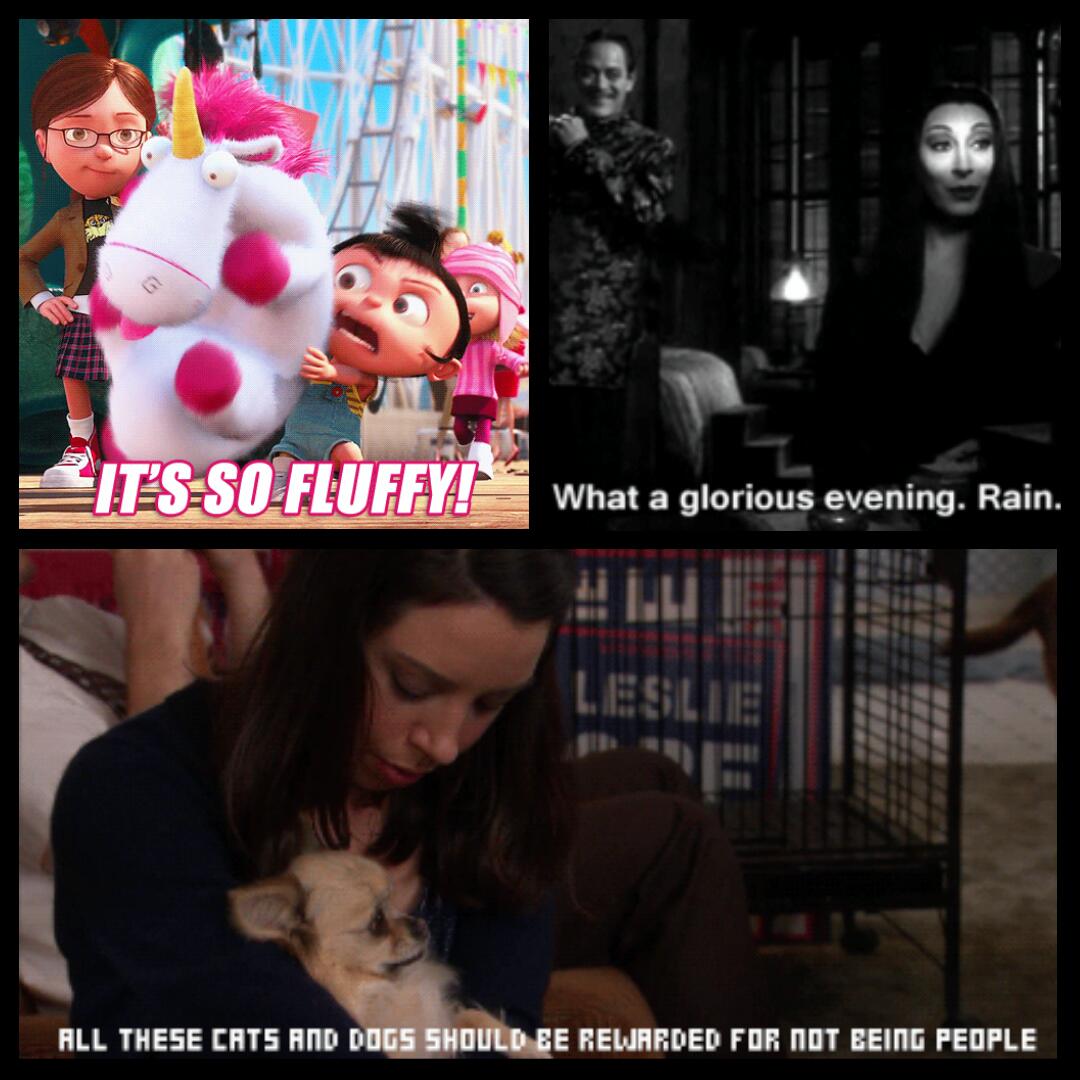 maddybear__'s tweet photo. I like all things adorable & fluffy, but I'm also horribly cynical and enjoy serial killer documentaries and oddities. #meinthree https://t.co/60l0xt9Pc5