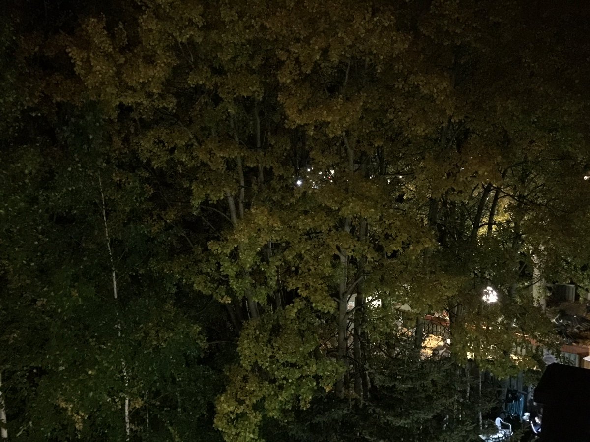 EnjoyCanmore's tweet photo. Fall leaves at night #Canmore https://t.co/luQU63UeM0