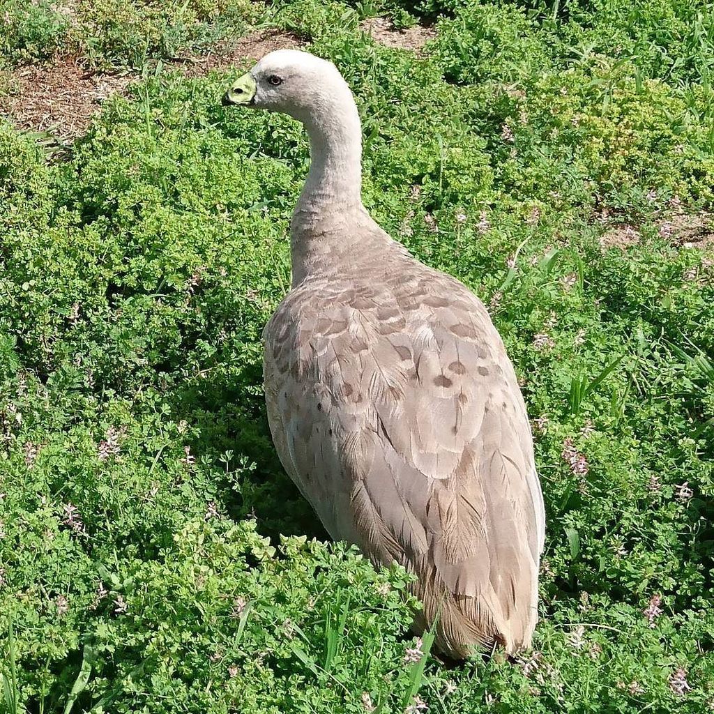 Cape Barren Goose #goose #capebarrengoose ift.tt/2djgFPu