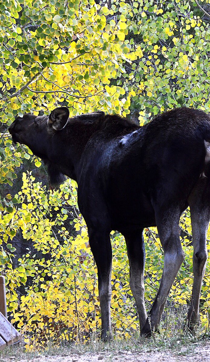 This beast in Black Hawk is chowin' down on that gorgeous fall foliage!: Judi Williama 9wx cowx