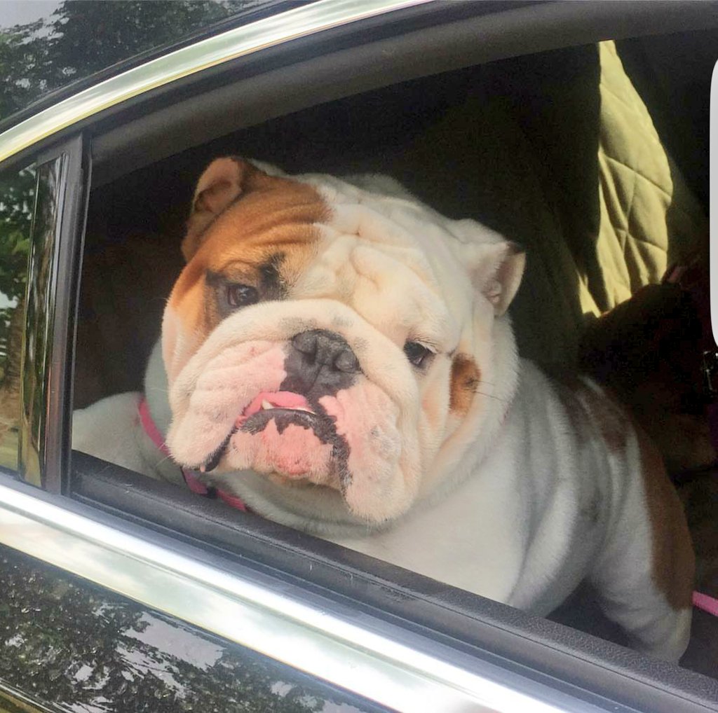 Stefialvarez's tweet photo. 😍😍🐶 https://t.co/zcINLryl9Q