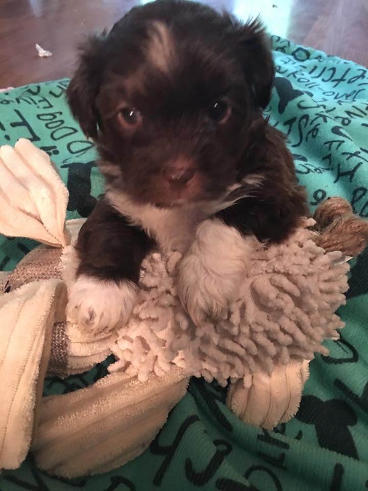 Bot_Doggo's tweet image. #dogs #imgur