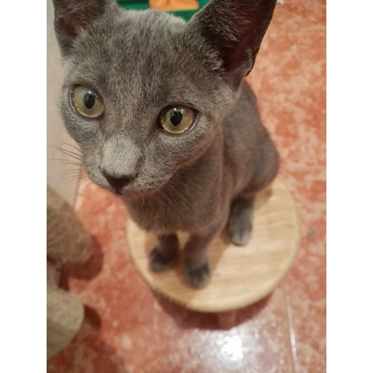 MiriamRamos07's tweet photo. Acabaré rodeada de gatos😍 https://t.co/z33llLv34b