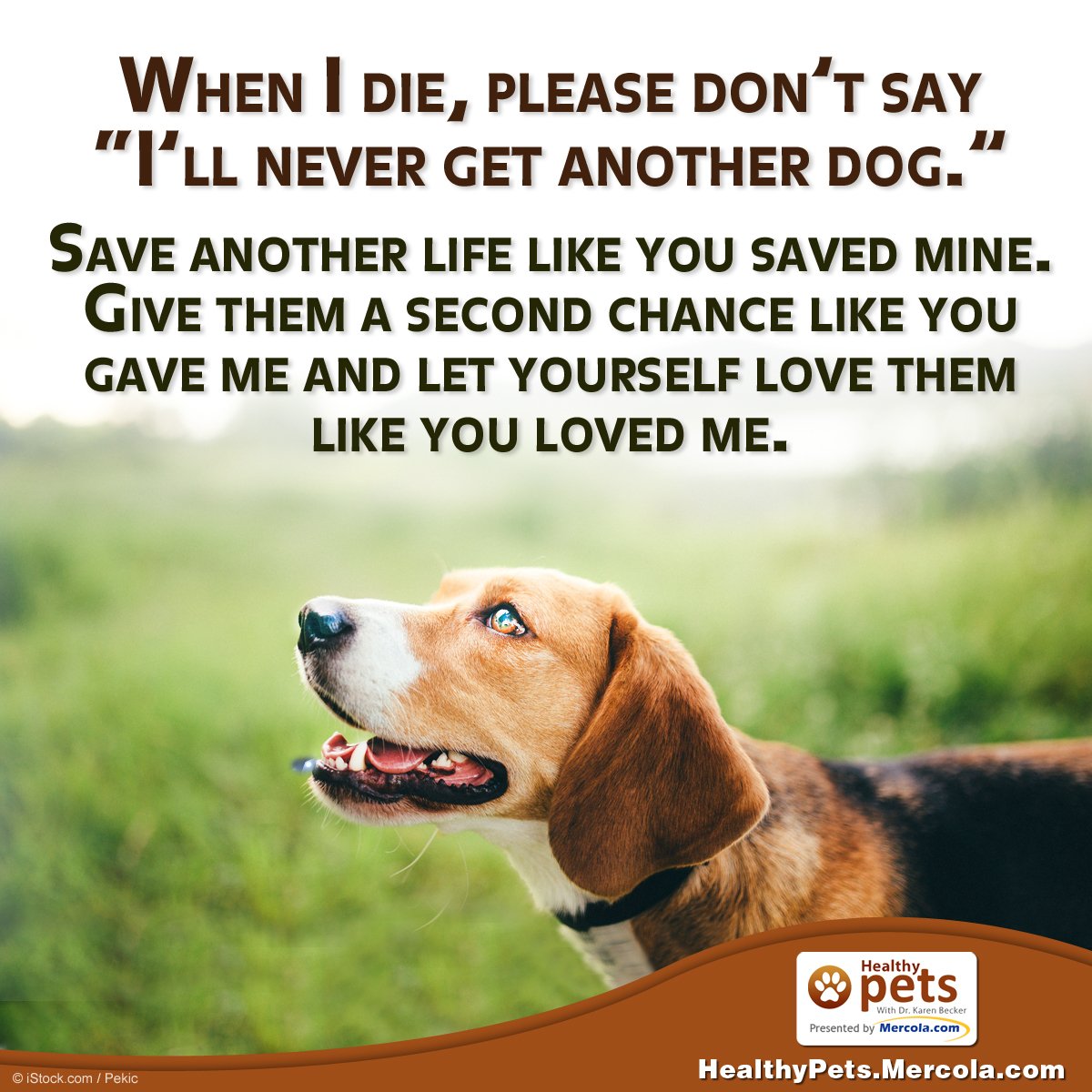 Will Getting Another Dog Help