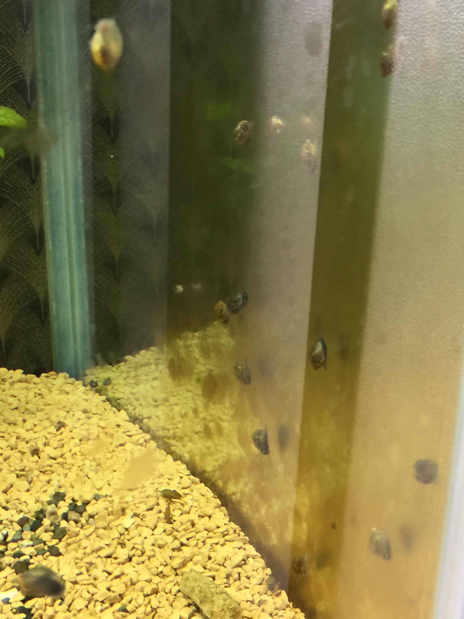錦鯉チャンネル タニシ大繁盛 これ たまご アクアリウム アクアライフ 錦鯉 庭池 庭園 園芸 T Co Vtvgfob2dh Twitter