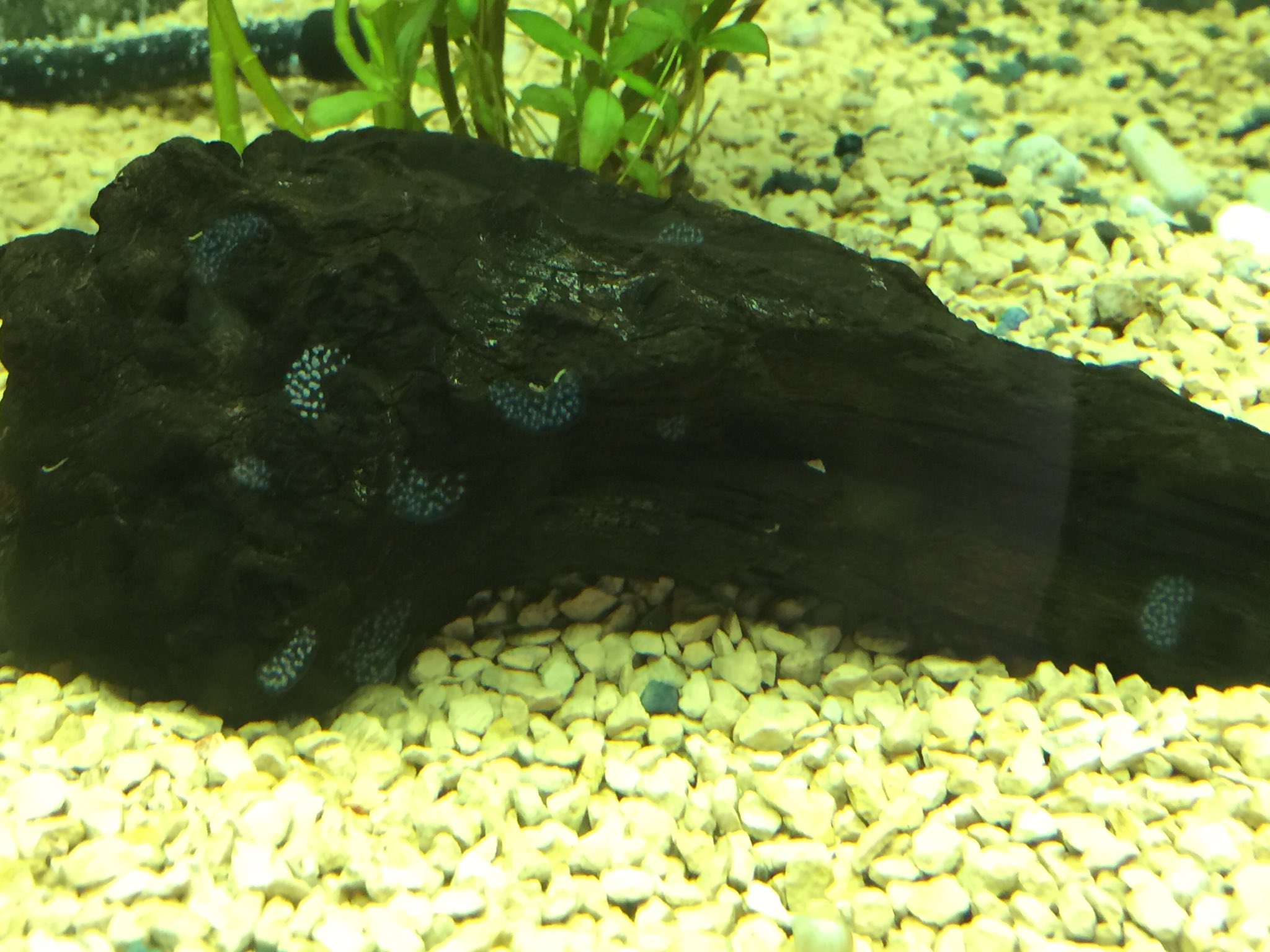 錦鯉チャンネル タニシ大繁盛 これ たまご アクアリウム アクアライフ 錦鯉 庭池 庭園 園芸 T Co Vtvgfob2dh Twitter