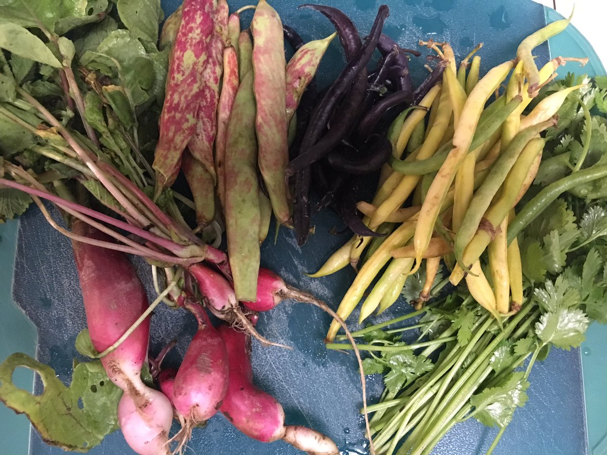 #organicFarm #harvest