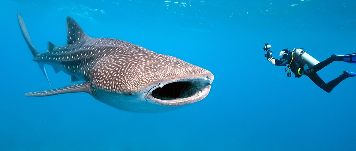 Big sea creatures are dying out faster than smaller ones bit.ly/2cUNdLN RT <a href="/Oceana/">Oceana</a> via <a href="/azula/">Azula</a>
