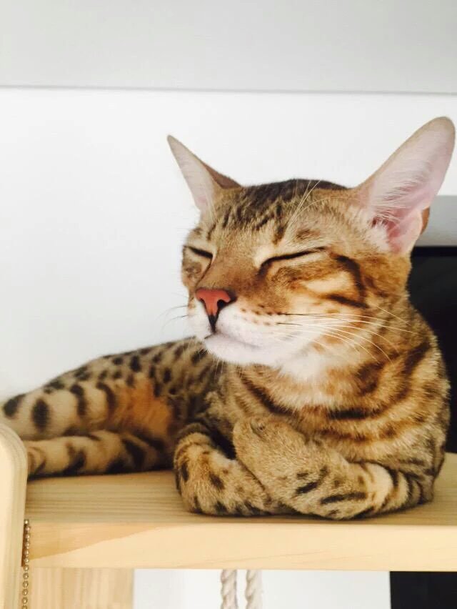 junho & his cats (@junhocats) | Twitter