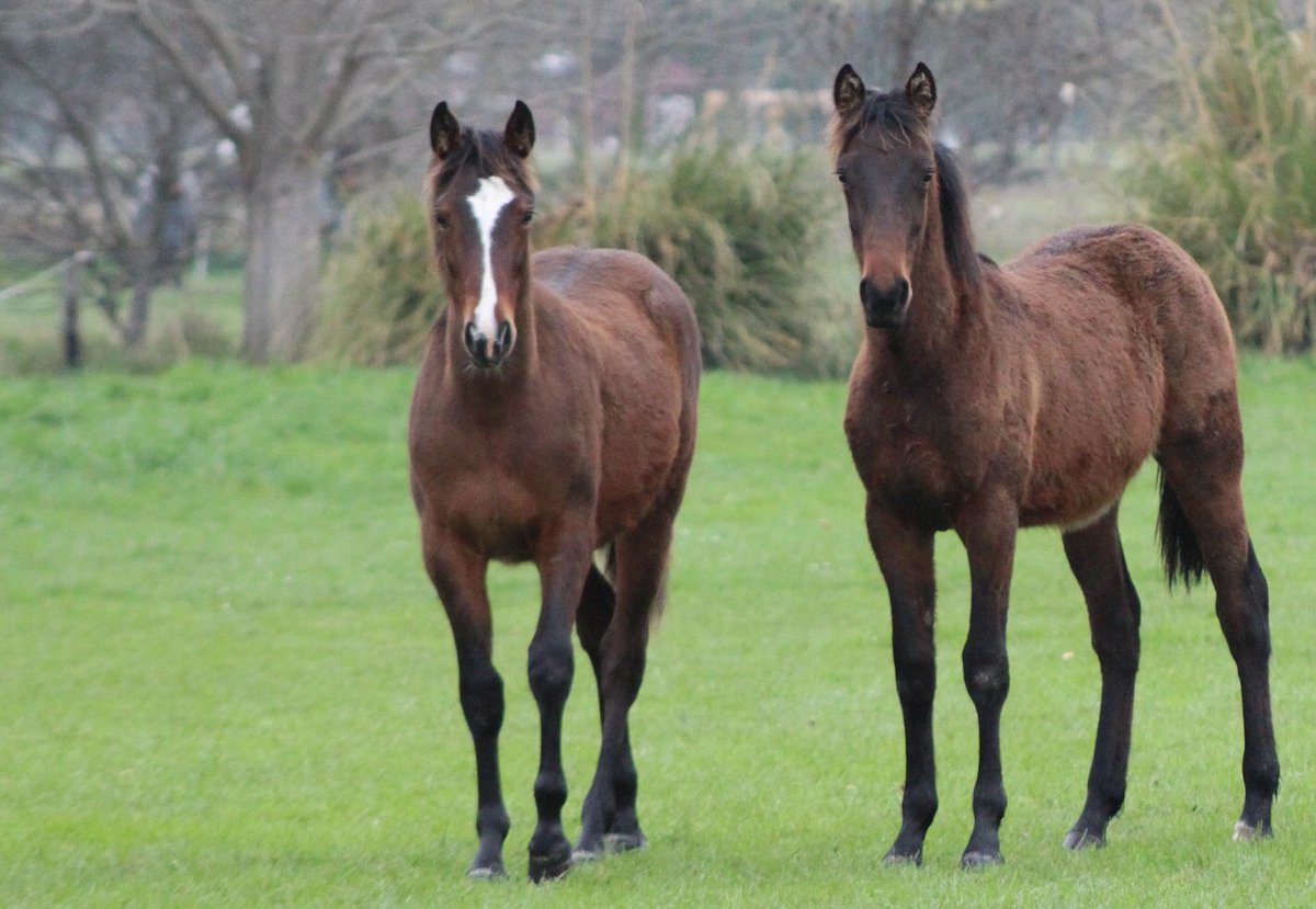 WoodlandsStudNZ's tweet photo. Scope, Size &amp; Power! Check out a yearling son of HIGHVIEW TOMMY (r) pictured with a son of Bettor's #alottolike https://t.co/lJVbOyhHUp