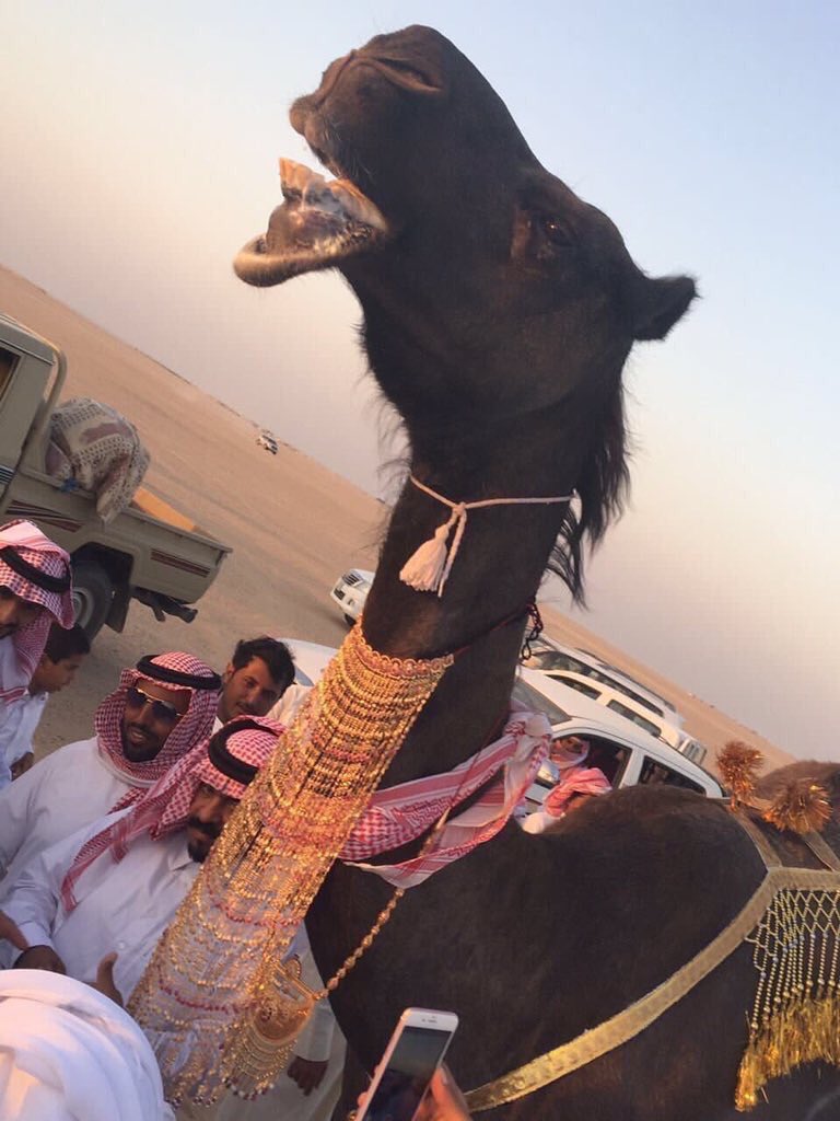 iAbo_Zainab's tweet photo. "
أهانوا الإنسان ، وآكرموا الحيوان ..
هل حقوق الحيوان أهم من حقوق الانسان !!

#ناقه_بالذهب https://t.co/k2x4y1LfHd