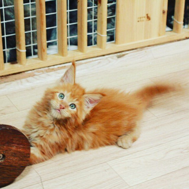 junho & his cats (@junhocats) | Twitter