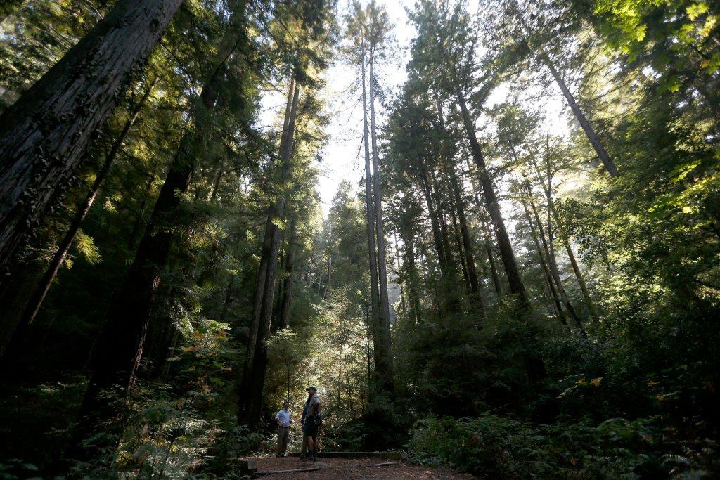 Redwood forest near Silicon Valley with rich history to be opened to public @PaulRogersSJMN