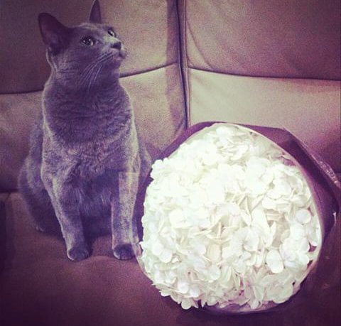junho & his cats (@junhocats) | Twitter
