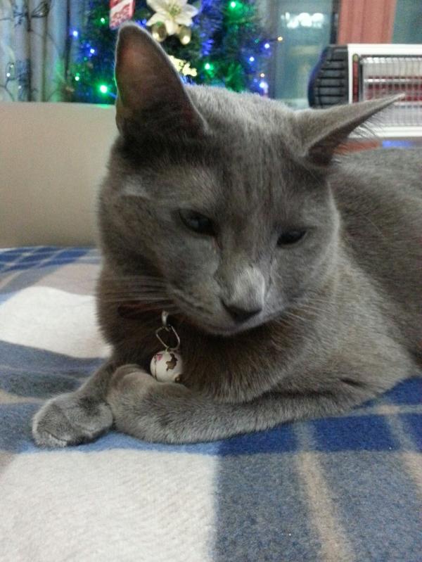 junho & his cats (@junhocats) | Twitter
