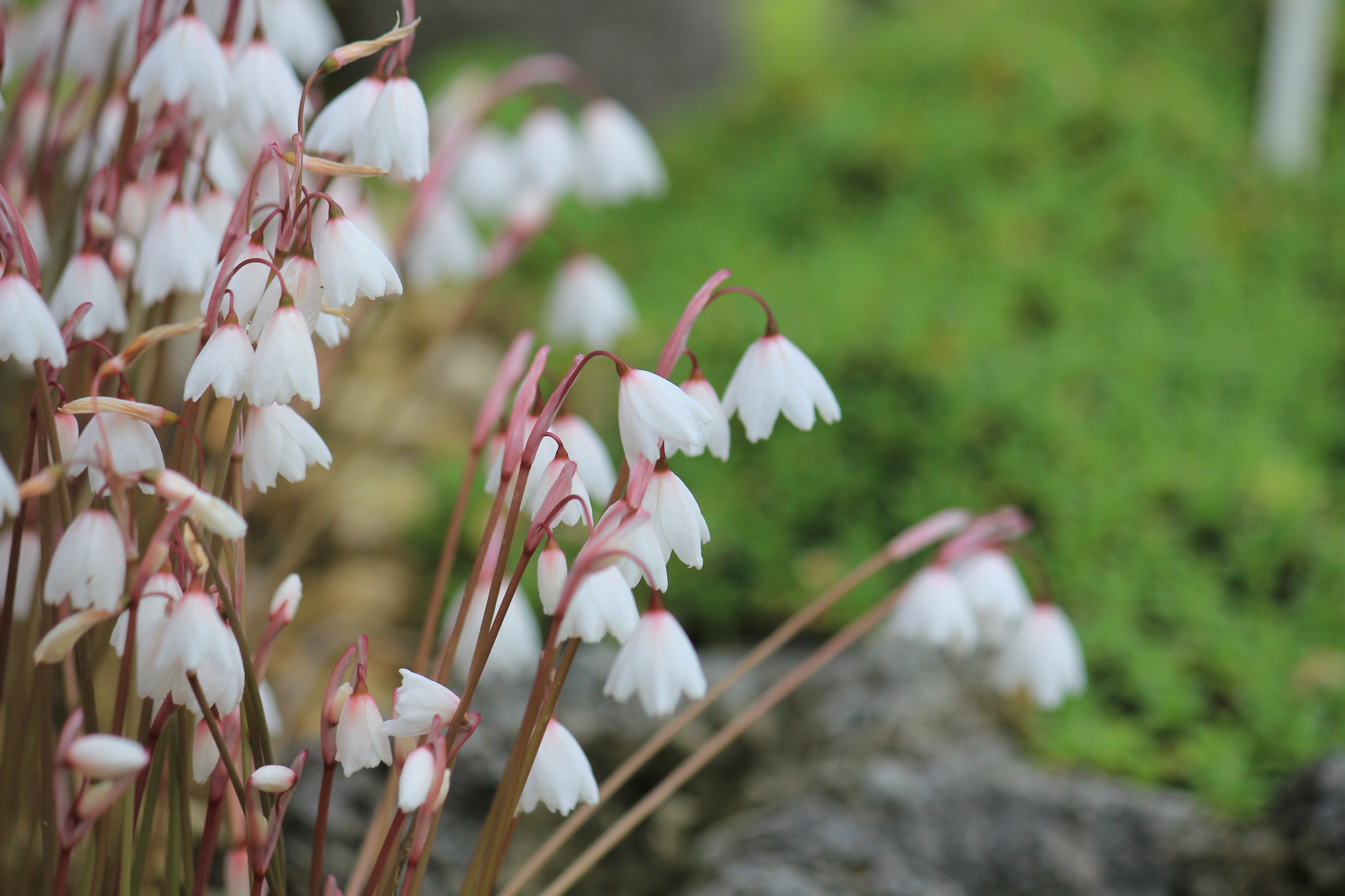 咲くやこの花館 高山植物室で俯きがちに可憐な花を咲かせているのは ヨーロッパ原産の アキザキスノーフレーク 名前 の由来は花の姿が雪のかけらを連想させることからきています 花言葉は 純潔 汚れなき心 今なら群落でご覧いただけますので