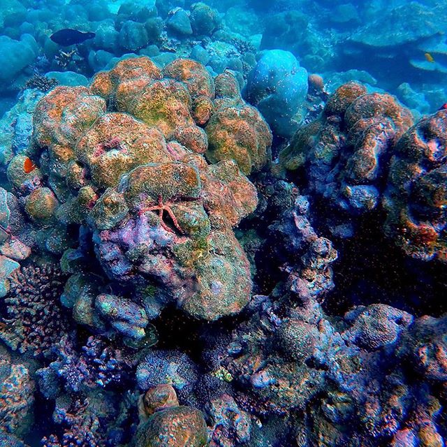 NomadGio's tweet photo. Magical Seychelles. Both on land and underwater. #diving #scubadiving #indianocean #coral #digitalnomad #seychelles https://t.co/LK4lrBINPO
