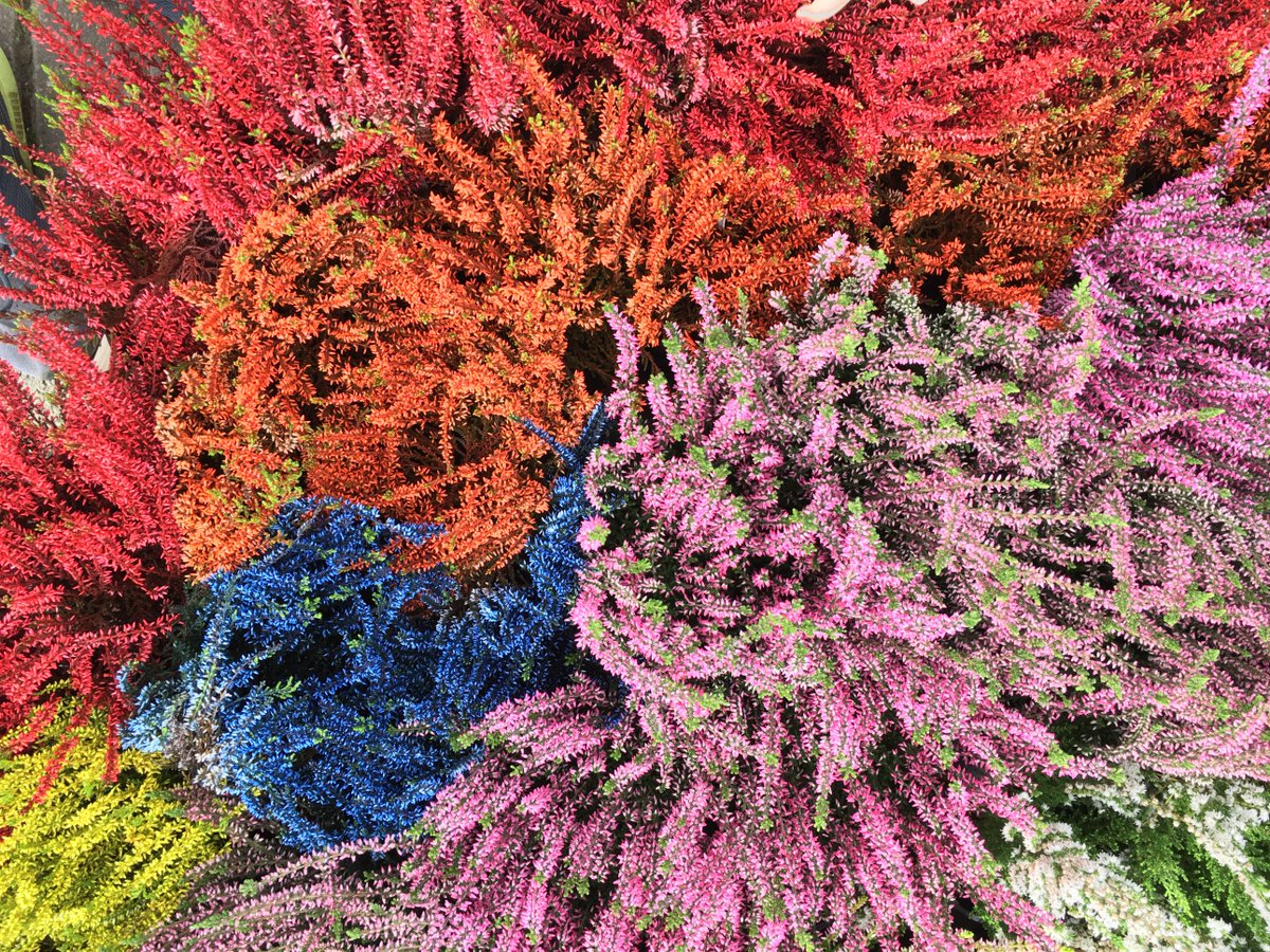 Amazing heather colours at Lechlade Garden Centre @WyevaleGC snip.ly/0lwk8