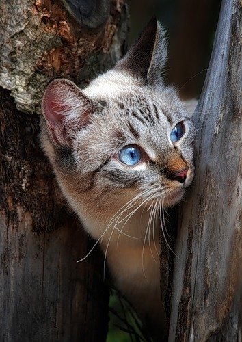 SweetAnimalsTR's tweet photo. #kedi #eyes #blue #cat #animal #cute #kitty https://t.co/Y2J4q6JF2b