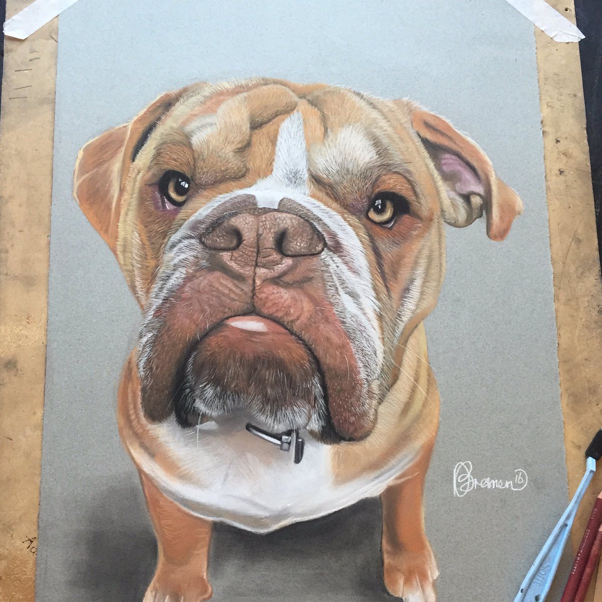 AdamsPortraits's tweet photo. @Alapahakennels @AlapahaBBulldog @AlapahaBreeders my latest Alapaha portrait! Please RT https://t.co/0nol6VDCMA