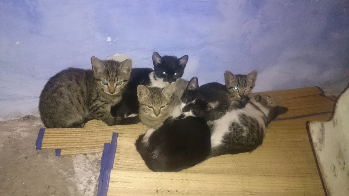 m_schuwe's tweet photo. Many little #baby #cats in #kazaviti #thassos looking for a new #home https://t.co/RYmRkyFtso