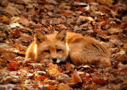 SweetAnimalsTR's tweet photo. #sleep #cute #animal https://t.co/ppOYckx4GI