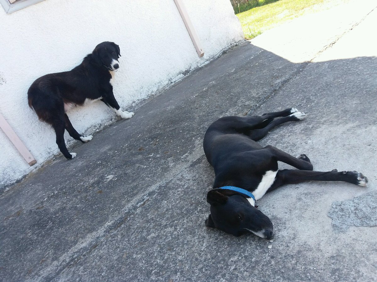 bangiebangs's tweet photo. Midday: siesta time for all teh pups! #Zarah #Atalandi #Tipo #Koukla https://t.co/Bka5Gtgm6n