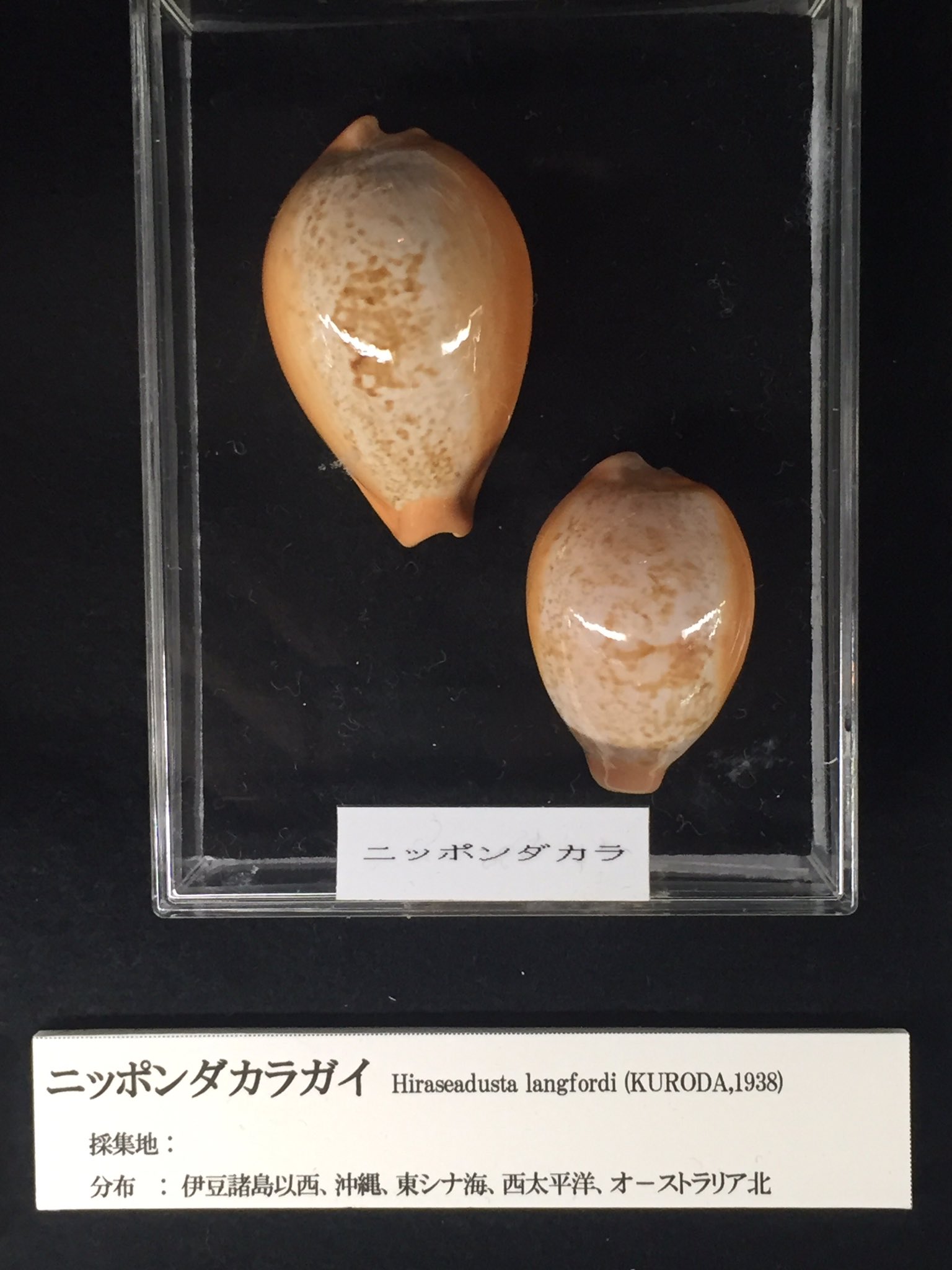 完璧主義 タカラガイ博物館 on X:  その他