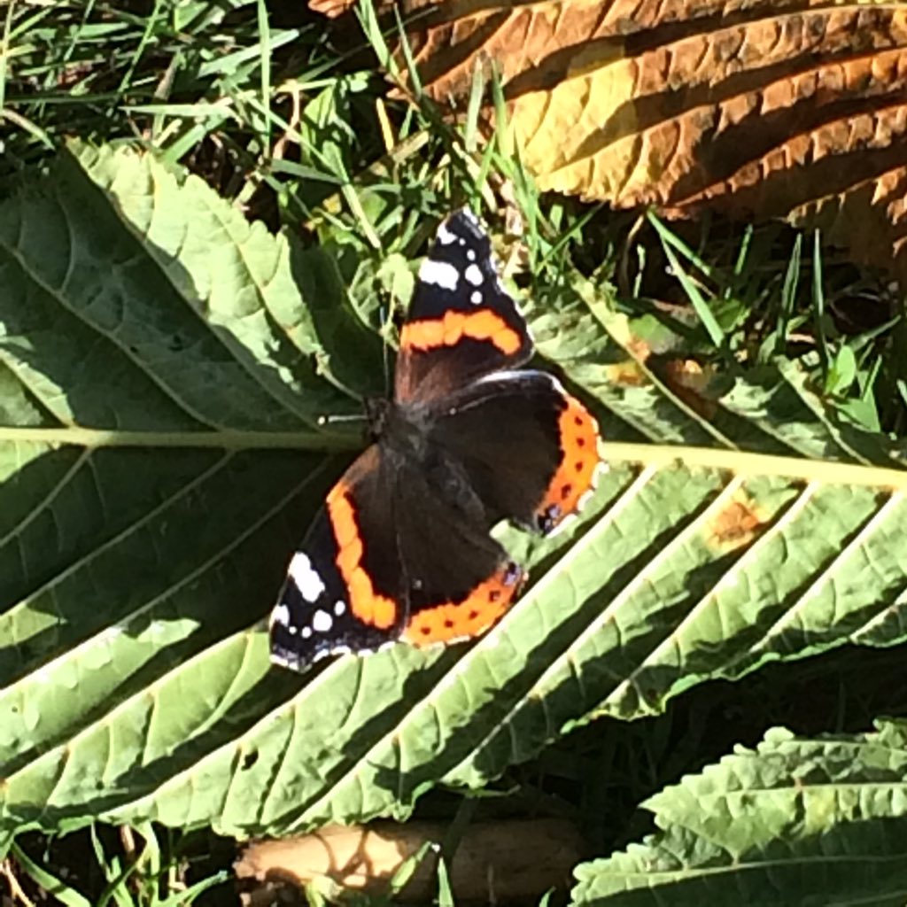 shephard_mark's tweet photo. #PrettyinPaisley #butterfly #BarshawPark #Paisley #Autumn #Fall #FriendsofBarshawPark https://t.co/0LDNymOTcU